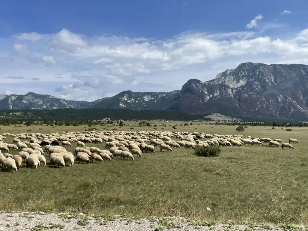 Troupeau de moutons paissant dans les prairies du parc naturel de Blidinje avec les montagnes en arrière-plan -